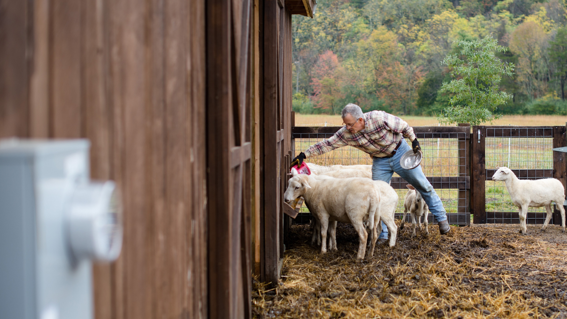 A man in a plaid shirt stands like clockwork, feeding a group of sheep near a wooden structure in a fenced area. The ground is blanketed with straw, while trees adorned with autumn foliage create a picturesque backdrop.
